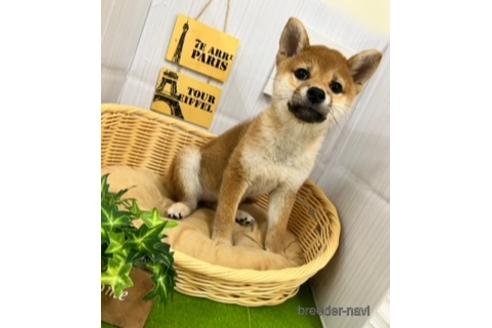 成約済の北海道の柴犬-231306の2枚目